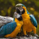 Mengungkap Kehidupan Sosial Burung Nuri: Apa yang Kita Ketahui